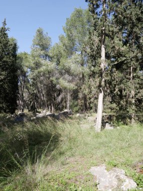 Shields Ormanı, kuzeyde Carmi Yosef ve Kfar Ben-Nun ve güneyde Baka ve Nachshon bölgeleri arasında yaklaşık 3.500 Dunam 'lık bir alanı kapsayan bir Yahudi Ulusal Fonu ormanıdır..