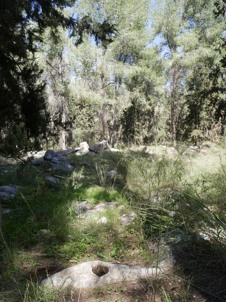 谢尔德森林是犹太民族基金的一个森林 面积3 500德南 位于北部的Carmi Yosef和Kfar Ben Nun之间 南部的Baka和Nachshon之间 — 图库照片
