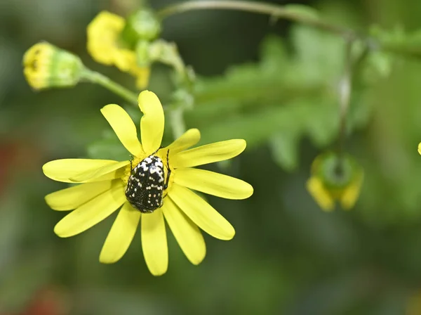 Simbiosi Flora Fauna Insetto Pianta Impollinatore — Foto Stock