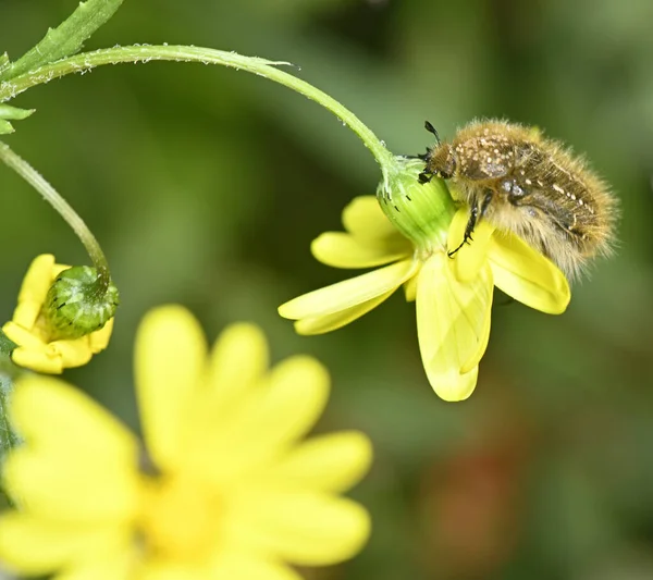 Symbiose Von Flora Und Fauna Insekten Pflanzenbestäuber — Stockfoto