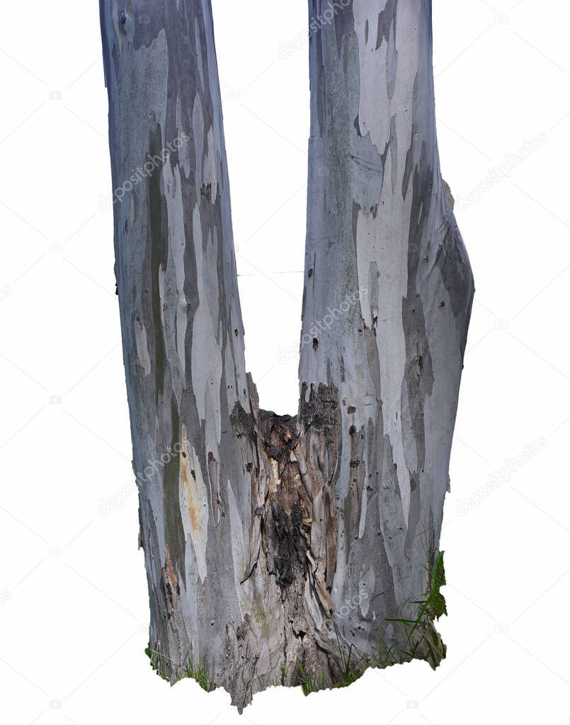 fragment of a bifurcated eucalyptus tree trunk on a white isolated background