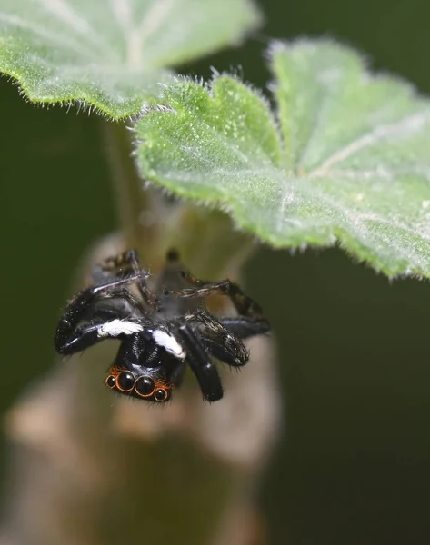 Siyah Örümcek Kırmızı Gözlü Göbeğinde Yaprağın Altında Asılı — Stok fotoğraf