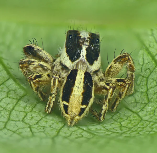 Aranha Preta Amarela Uma Folha Verde Visão Traseira — Fotografia de Stock