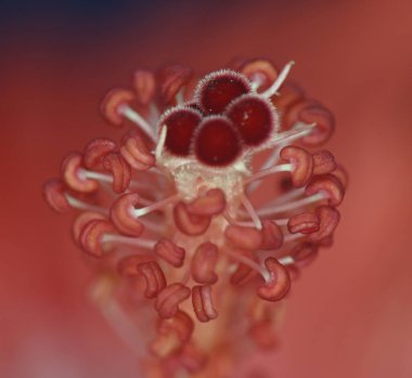 Kırmızı yapraklar kabuğun içinde çiçek açar.