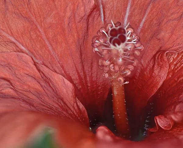 red petals flower inside pestle and stamens