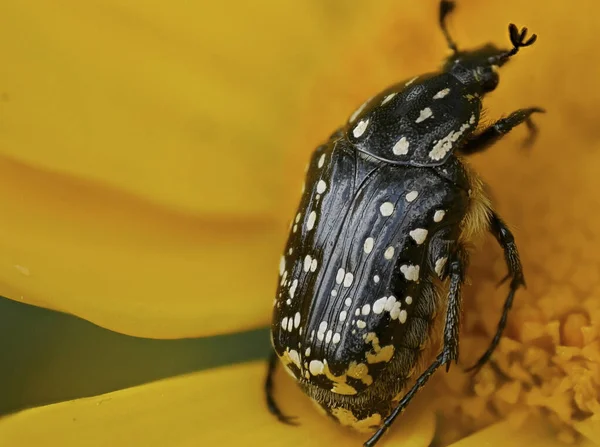 Bug Preto Com Manchas Brancas Dentro Botão Flor Amarela — Fotografia de Stock