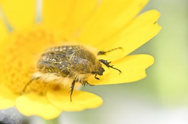 Sarı bir tomurcuğun içinde beyaz benekleri olan tüylü siyah böcek.
