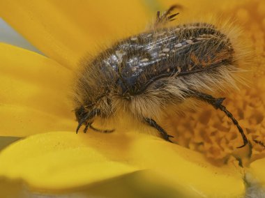 Sarı bir tomurcuğun içinde beyaz benekleri olan tüylü siyah böcek.