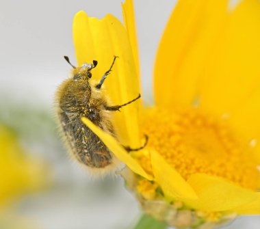Sarı bir tomurcuğun içinde beyaz benekleri olan tüylü siyah böcek.