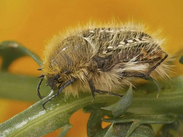 黄色の芽の中に白い斑点のある毛むくじゃらの黒い甲虫 — ストック写真