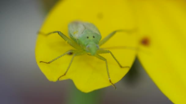 黄花花瓣上的绿色甲虫 — 图库视频影像