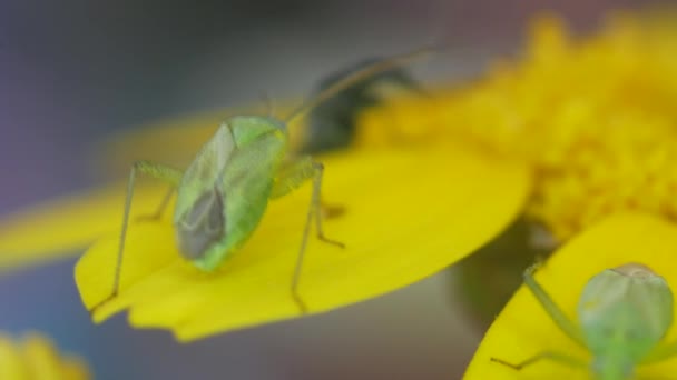 黄花花蕾中的绿色甲虫和黑色甲虫 — 图库视频影像