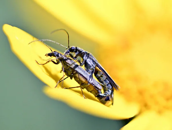Bir Çiçeğin Sarı Yaprağında Çiftleşen Seks Böcekleri — Stok fotoğraf