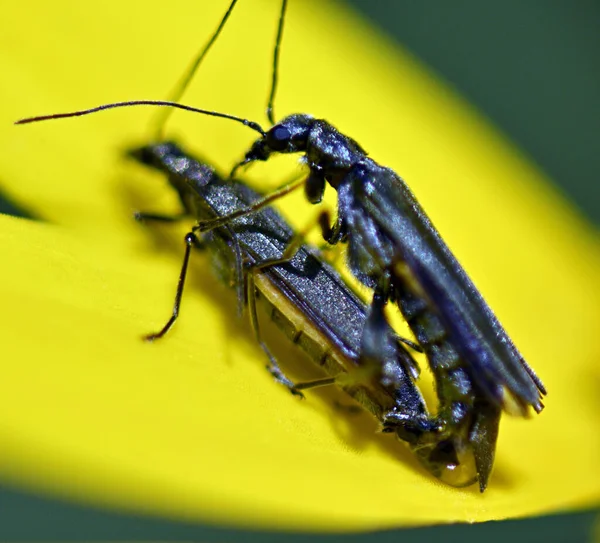 Insekter Parning Sex Skalbaggar Ett Gult Blad Blomma — Stockfoto