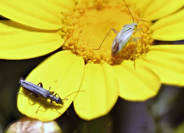 Sarı Çiçek Yaprağında Siyah Yeşil Böcekler — Stok fotoğraf