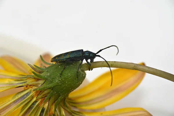 Insecte Coléoptère Avec Une Longue Moustache Sur Une Tige Fleur — Photo