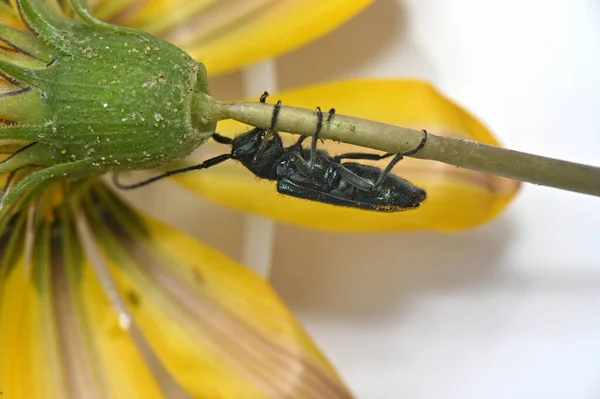 Insektsskalbagge Med Lång Mustasch Blomstjälk — Stockfoto