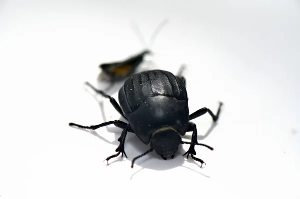 Insect Black Beetle White Surface — Stock Photo, Image