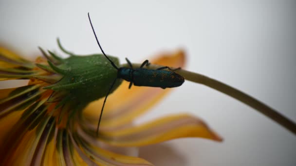 花茎上有长胡子的昆虫甲虫 — 图库视频影像