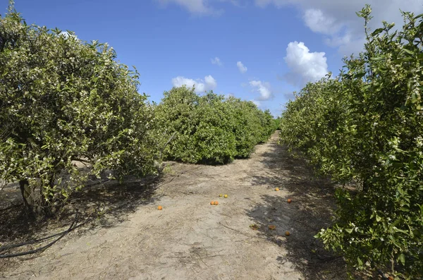 Vår Citrusträdgården Apelsinträd Blommar — Stockfoto