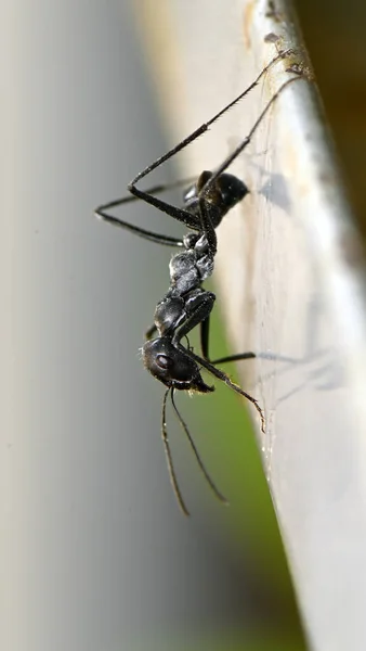 Insecto Hormiga Jardín Negro Sobre Una Superficie Vertical — Foto de Stock