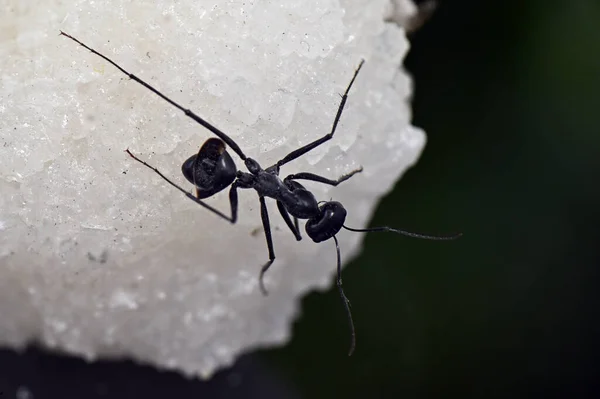 Böcek Siyah Bahçe Karıncaları Tuz Kristallerinin Yüzeyinde Kanatsız Çalışan Bireyler — Stok fotoğraf