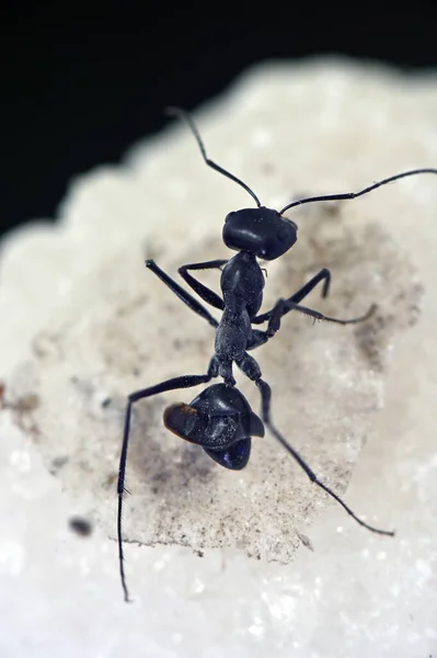 Böcek Siyah Bahçe Karıncaları Tuz Kristallerinin Yüzeyinde Kanatsız Çalışan Bireyler — Stok fotoğraf