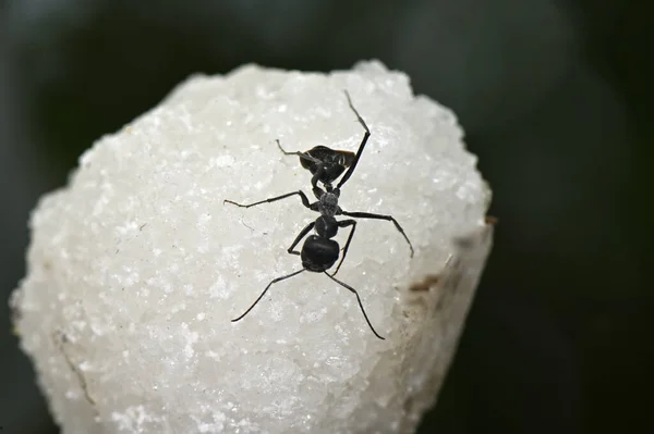 insect black garden ant working individuals wingless on the surface of salt crystals
