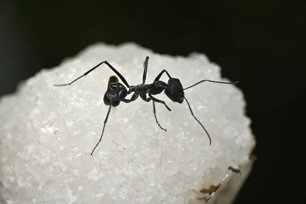 Insecto Hormiga Jardín Negro Individuos Que Trabajan Sin Alas Superficie —  Fotos de Stock