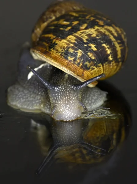 园中的蜗牛 角在镜面陆地肺软体动物上移动 — 图库照片