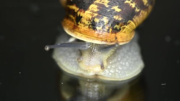 Garden Snail Horns Moving Mirrored Surface Terrestrial Pulmonary Mollusk — Stock Video