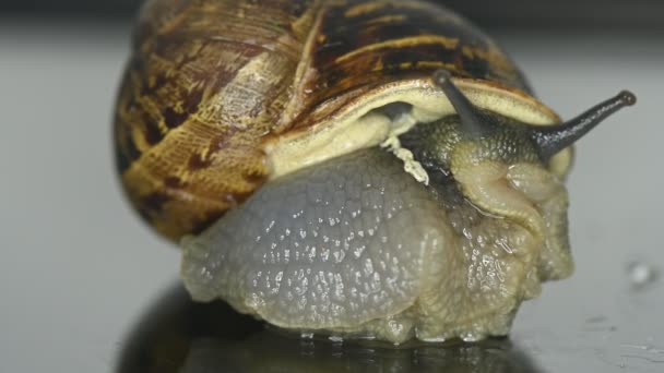 Escargot Jardin Avec Cornes Déplaçant Sur Une Surface Réfléchie Mollusque — Video