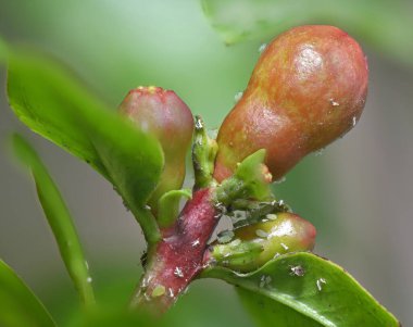 Nar tomurcukları böceklerin, yaprak bitleri bahçesinin saldırısına uğramış.