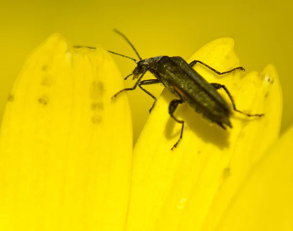 Black Beetle Yellow Flower Petal — Stock Photo, Image