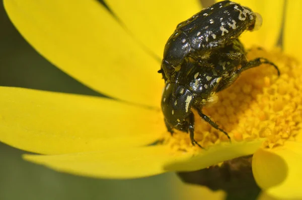 Insect Mating Sex Beetles Yellow Leaf Flower — Stock Photo, Image