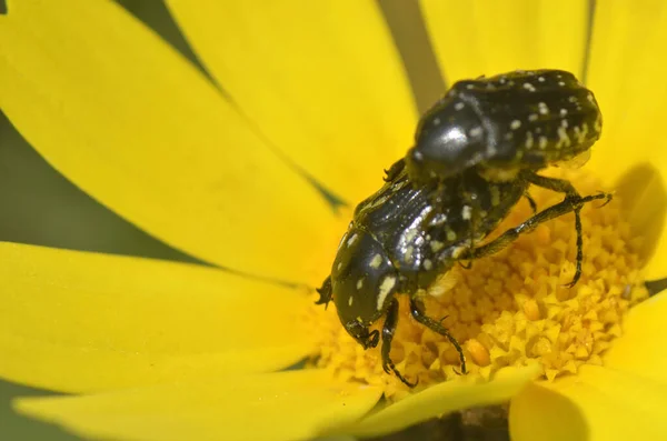 Insectes Accouplement Sexe Scarabée Sur Une Feuille Jaune Une Fleur — Photo