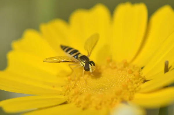 Guêpe Insecte Hyménoptère Piquant Dans Bourgeon Fleur Jaune — Photo