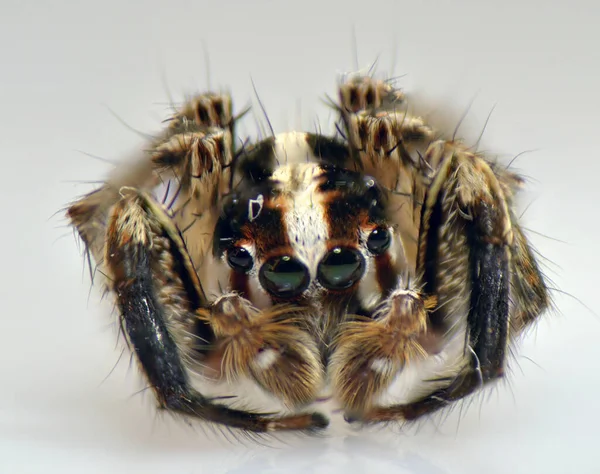 Spindelspindel Leddjur Vävning Väv Leddjur Vävning Ett Nät — Stockfoto