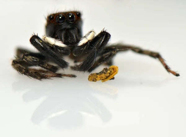 Spindelspindel Leddjur Vävning Väv Leddjur Vävning Ett Nät — Stockfoto