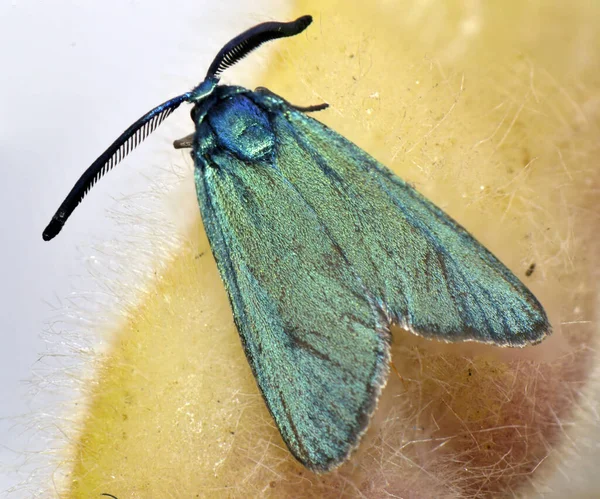 Moth Een Kleine Vlinder Met Groene Parelmoervleugels Een Grote Snor — Stockfoto
