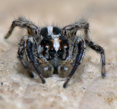 Örümcek eklembacaklısı örgü örüyor ağ örüyor