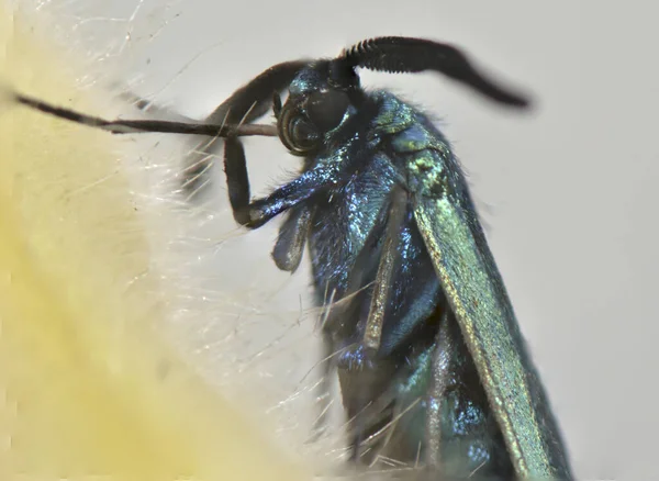 蛾緑色の真珠の翼と大きな口ひげを持つ小さな蝶 — ストック写真