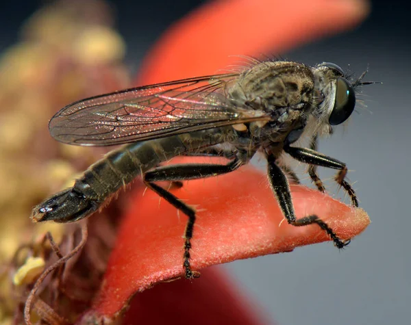 Sivrisinek Kırmızı Bir Yaprağın Üzerinde Bir Çiçek Kabının Içinde Oturur — Stok fotoğraf