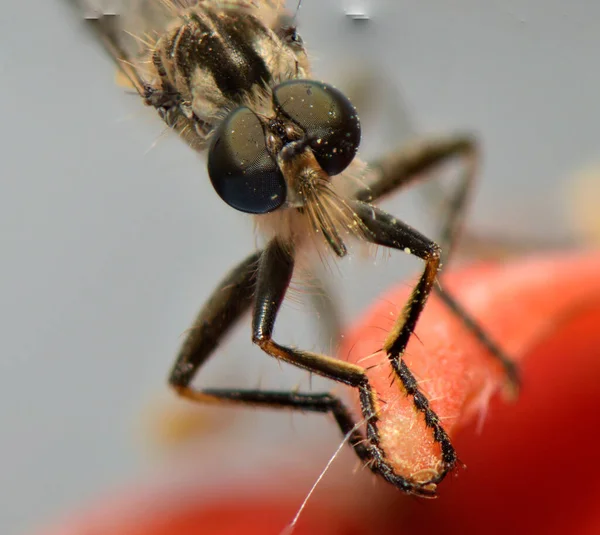 Versetzte Augen Einer Mücke Auf Einem Roten Blütenblatt — Stockfoto