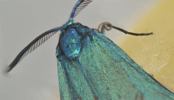 Moth Liten Fjäril Med Gröna Pärlemorsvingar Och Stor Mustasch — Stockfoto