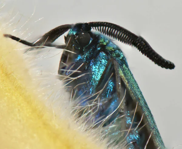 Güve Nci Gibi Kanatları Büyük Bıyığı Olan Küçük Bir Kelebek — Stok fotoğraf