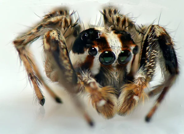 Spindelspindel Leddjur Vävning Väv Leddjur Vävning Ett Nät — Stockfoto