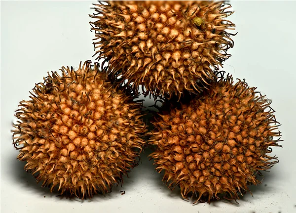 Crown Shaped Spherical Fruit Covered Thorns Sharp Spikes — Stock Photo, Image