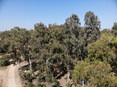 Hadera İsrail 'in batısındaki bir bataklığın üzerindeki okaliptüs ormanında dinlenme alanı.