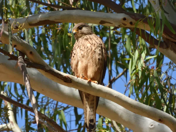 Mediterranean falcon sits on a eucalyptus branch